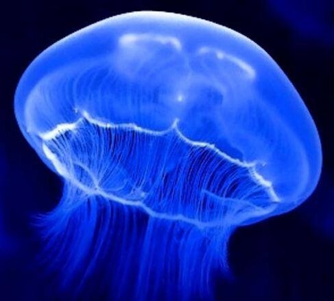 Цена впечатлительности