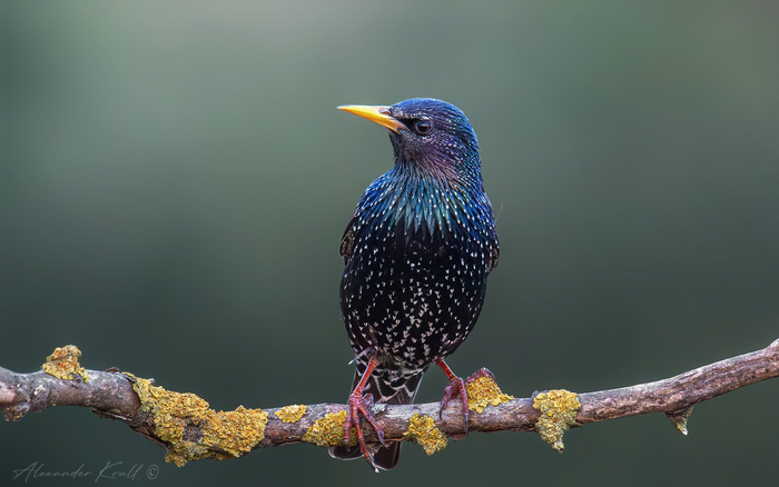 :   <a href="https://pikabu.ru/story/prints_12395017?u=https%3A%2F%2Frtraveler.ru%2Fphoto%2F1473740%2F%3Feditorial_photos%3D1&t=%D0%BE%D1%82%D1%81%D1%8E%D0%B4%D0%B0&h=6cd615bc8104fac0475e04a1a2a89ef495698425" title="https://rtraveler.ru/photo/1473740/?editorial_photos=1" target="_blank" rel="nofollow noopener"></a>