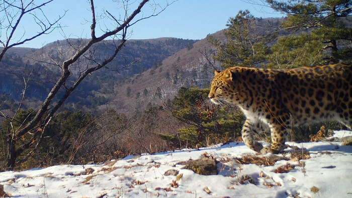 Ккрасавец Leo 315M