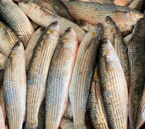 Вы никогда не ели рыбы