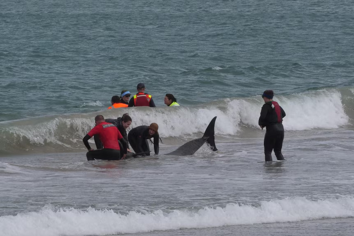 Люди пытаются отправить на глубину косатку, застрявшую на пляже возле реки