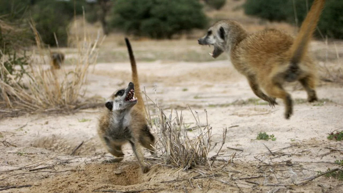 О нет, это засада! Настало время для битвы насмерть!