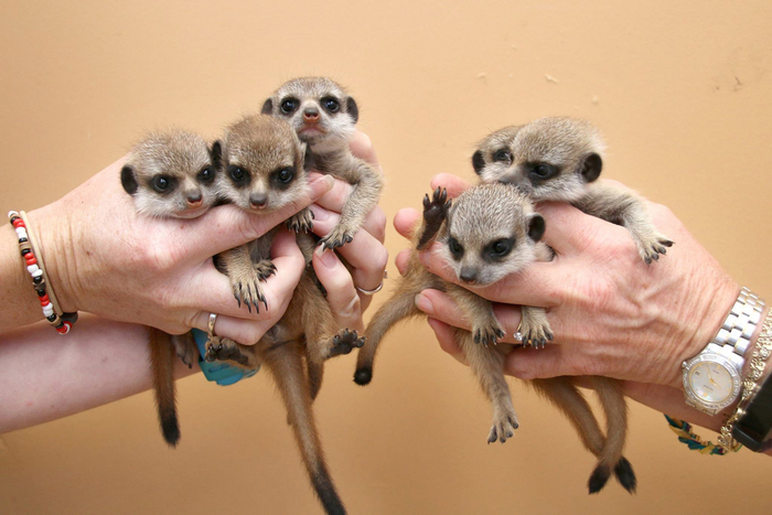 В одном помёте обычно от 4 до 7 детёнышей.