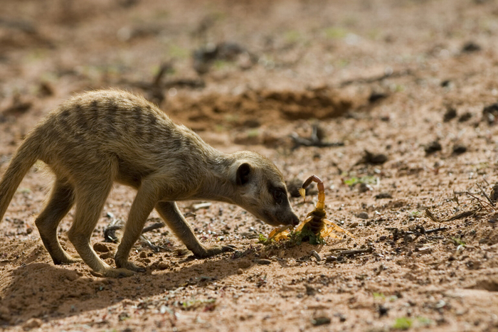 Какой классный скорпион. Надо его детям отнести!