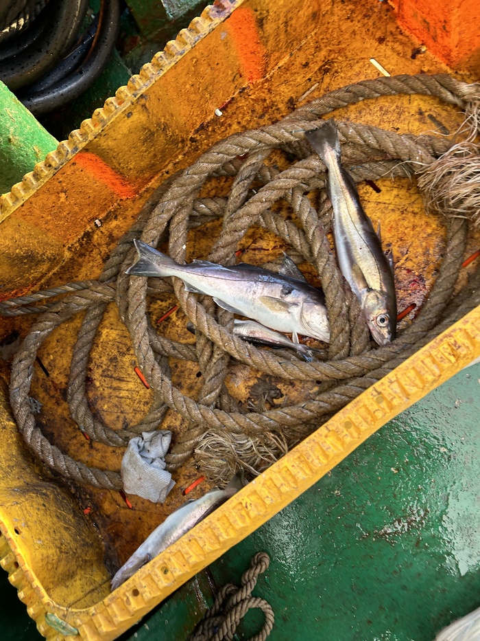 если вы планируете забирать рыбу с собой, то оставляем, если нет, то сразу отпускаем в море