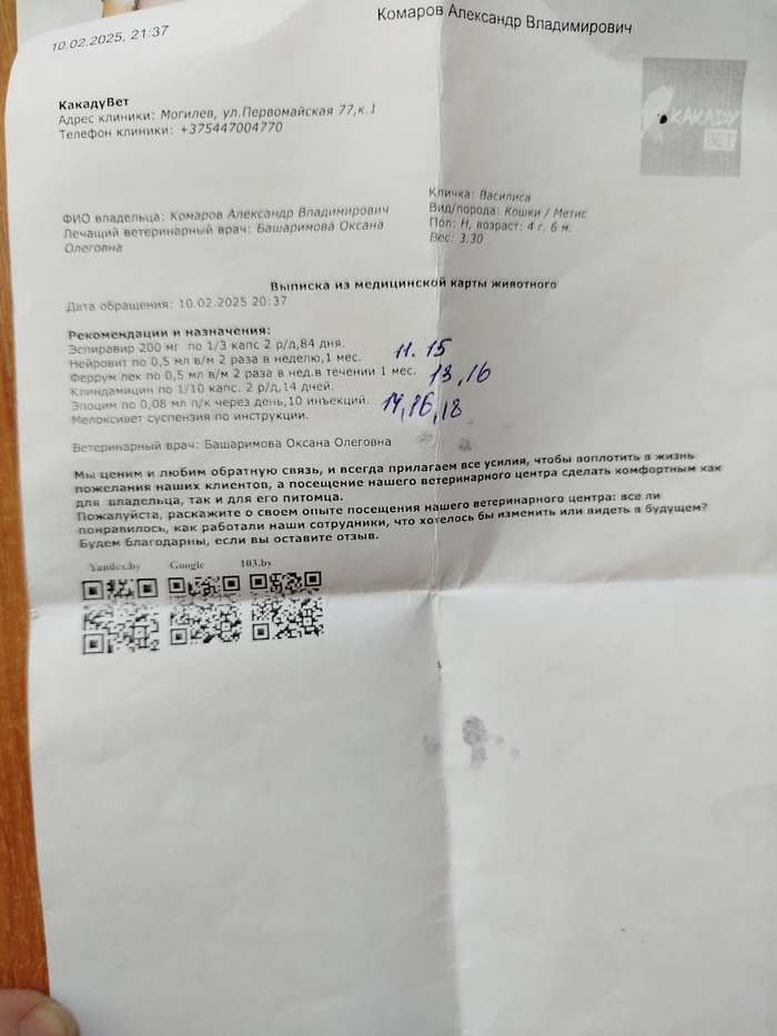 Кошачий ковид