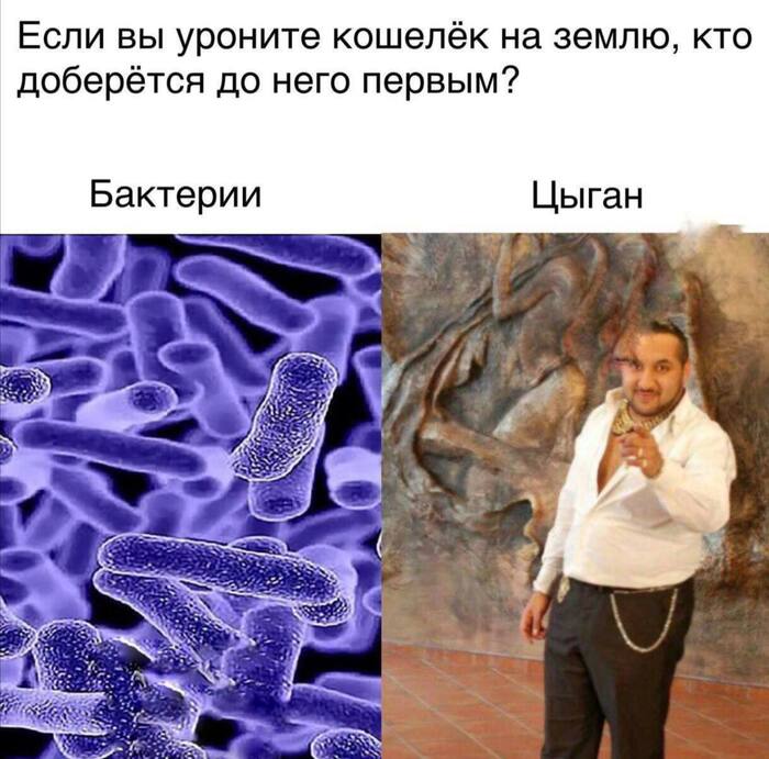 Цыганские бактерии