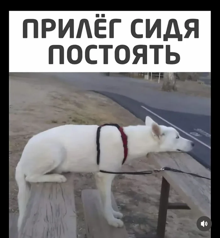 Lay down, sit, and stand - Dog, Pose, Picture with text