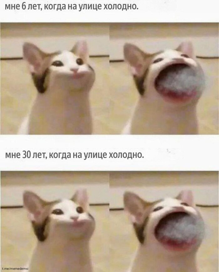     ,   , , , , Telegram ()