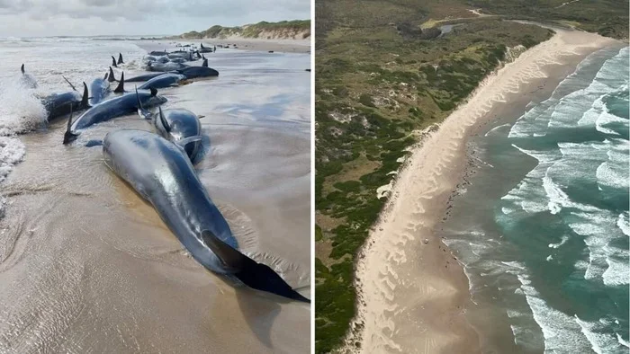 More than 150 whales washed ashore in Australia for the first time in 50 years - Ecology, Killer whale, Australia, Whale, Negative, Tragedy, Longpost
