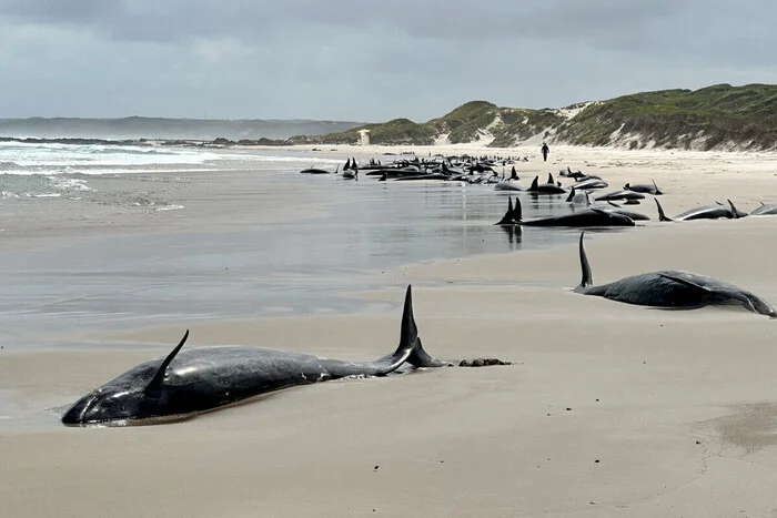 More than 150 whales washed ashore in Australia for the first time in 50 years - Ecology, Killer whale, Australia, Whale, Negative, Tragedy, Longpost