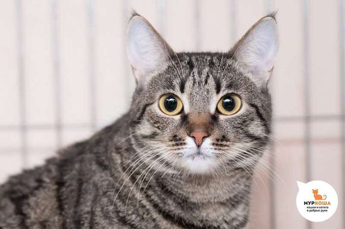 Кошка Анелла