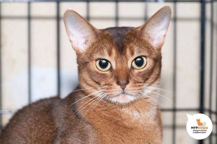 Кошка Антресоль