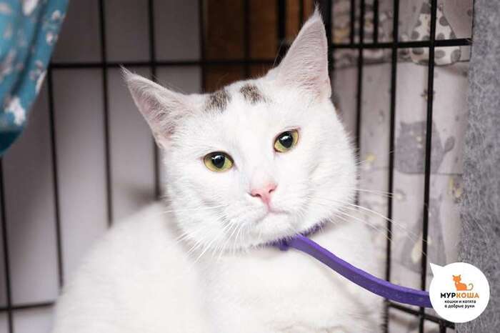 Кошка Белиссия