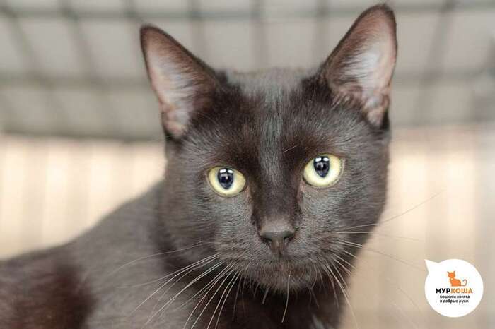 Кот Дофамин