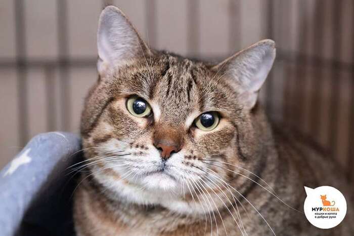 Кошка Иссия