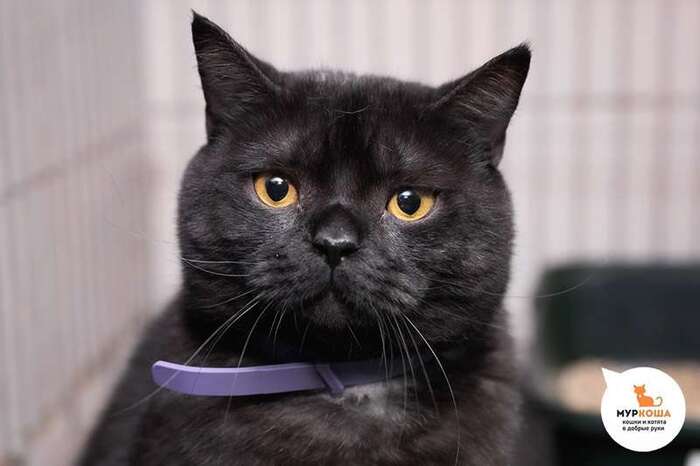 Кот Кардинал