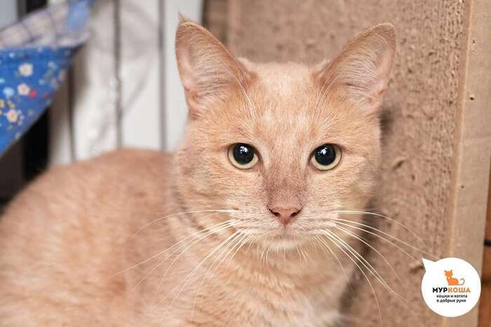 Кот Кирпичик