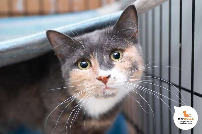 Кошка Лунетта