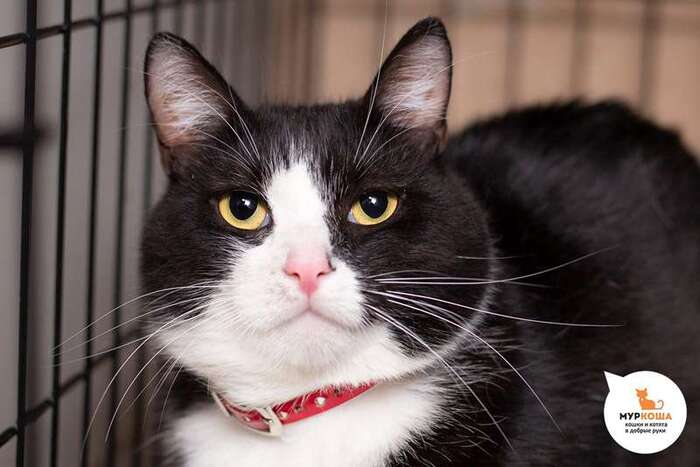 Кошка Мирабиса