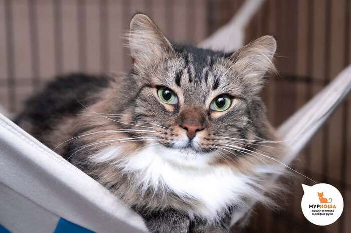 Кот Монблан