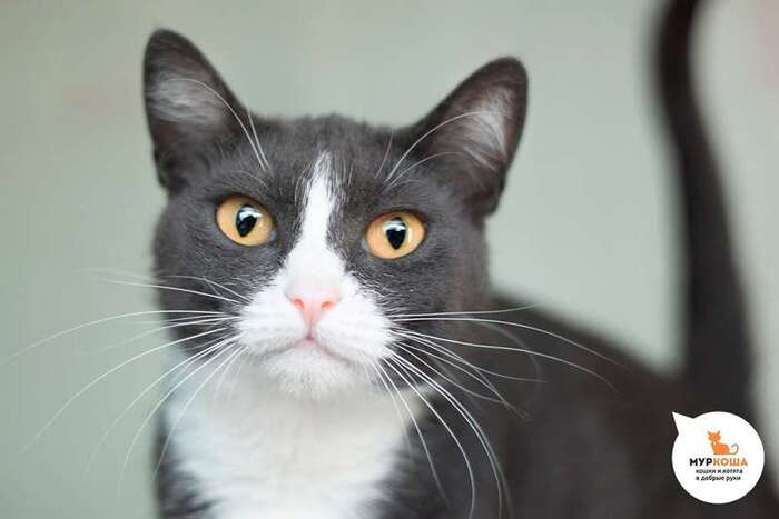 Кошка Мрамория