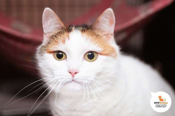 Кошка Прушка