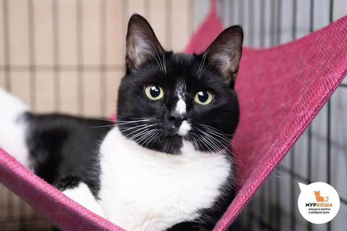 Кот Ращупкин