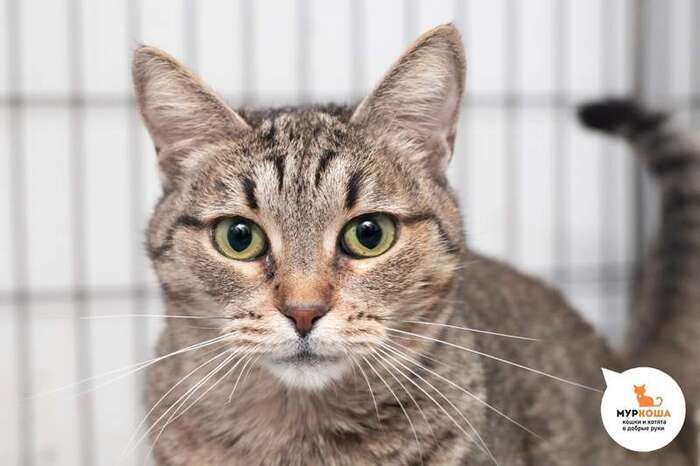 Кошка Сильва