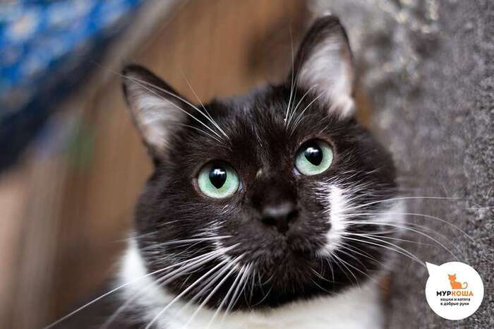 Кот Сладкопуз