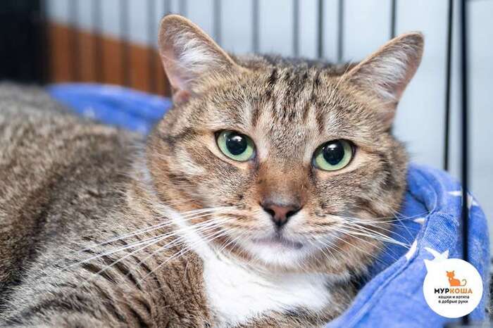 Кошка Сончита