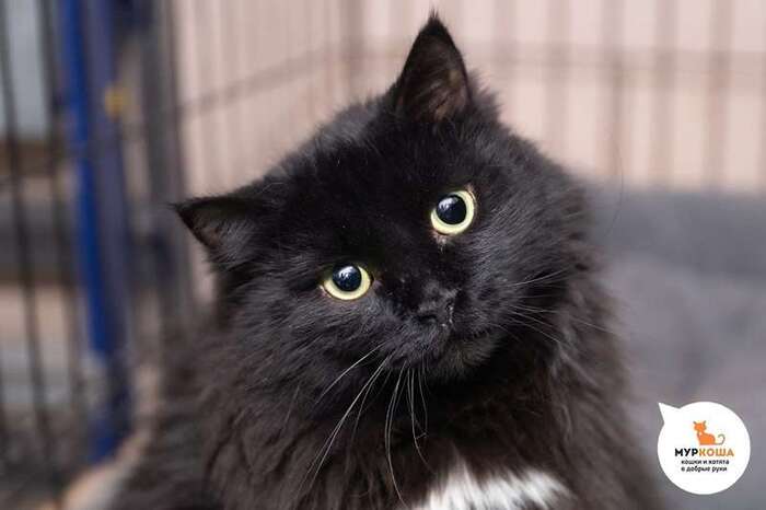 Кошка Цицилия