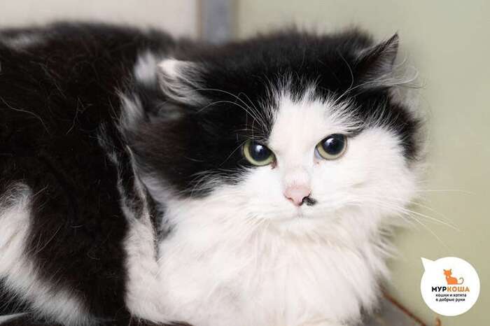 Кошка Пумори