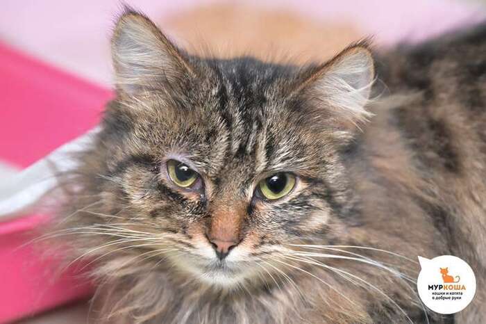 Кошка Ряженка