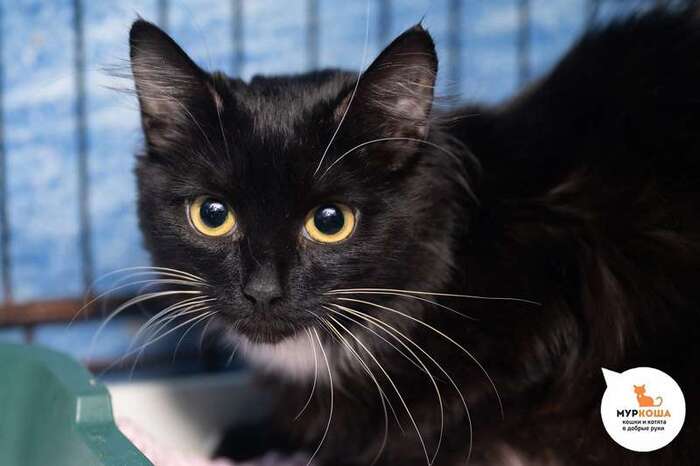 Кошка Смородина