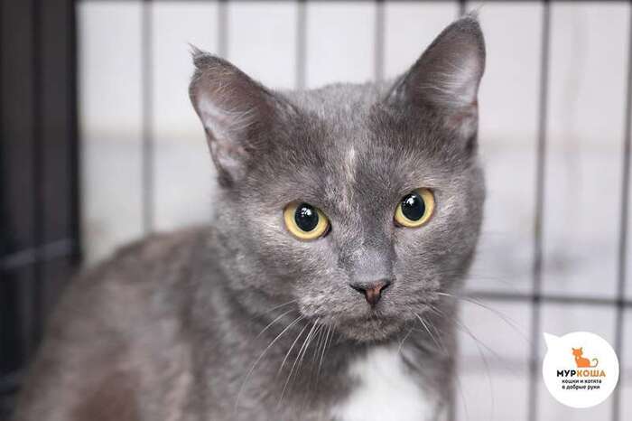 Кошка Харти