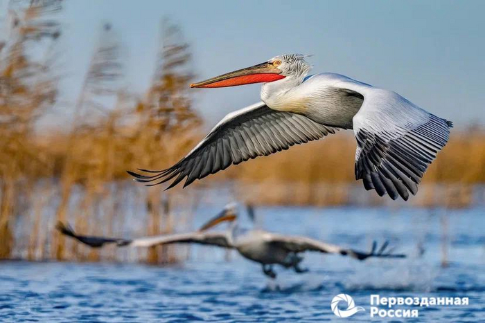   . :  <a href="https://pikabu.ru/story/velichestvennyiy_pelikan_svobodno_parit_nad_vodnoy_gladyu_12402659?u=https%3A%2F%2Ft.me%2Ffotocultpr%2F546&t=%D0%BE%D1%82%D1%81%D1%8E%D0%B4%D0%B0&h=8d71b868d4456415bad6397e2388e47abc5bfa45" title="https://t.me/fotocultpr/546" target="_blank" rel="nofollow noopener"> </a>