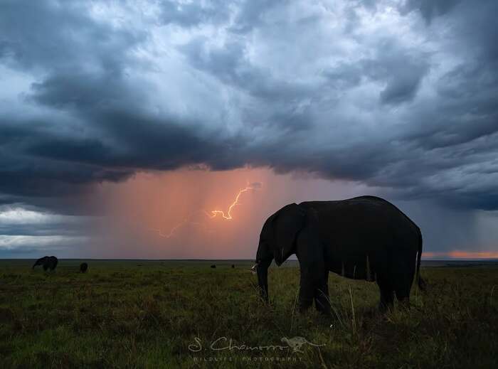 Слон и молния