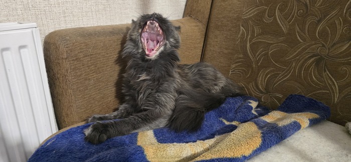 ��� ���� �� �����)