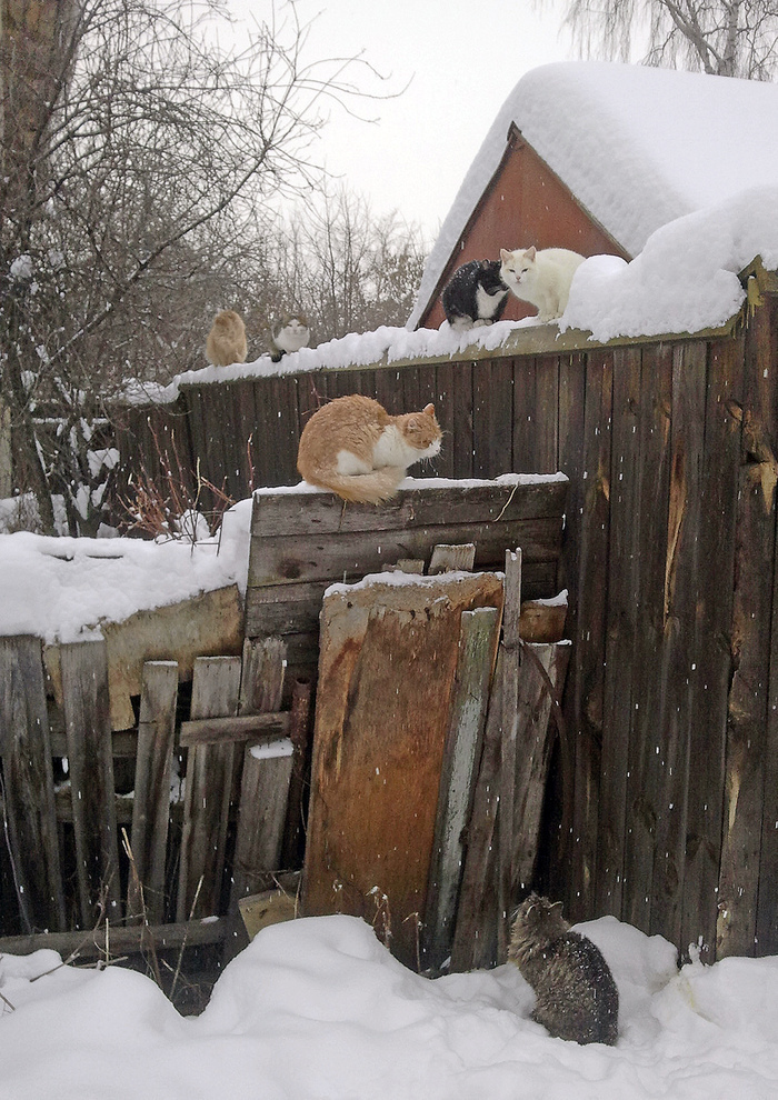 ���� ������