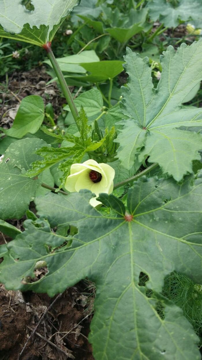 Как я диковинную бамию выращивала у себя в огороде средней полосы России