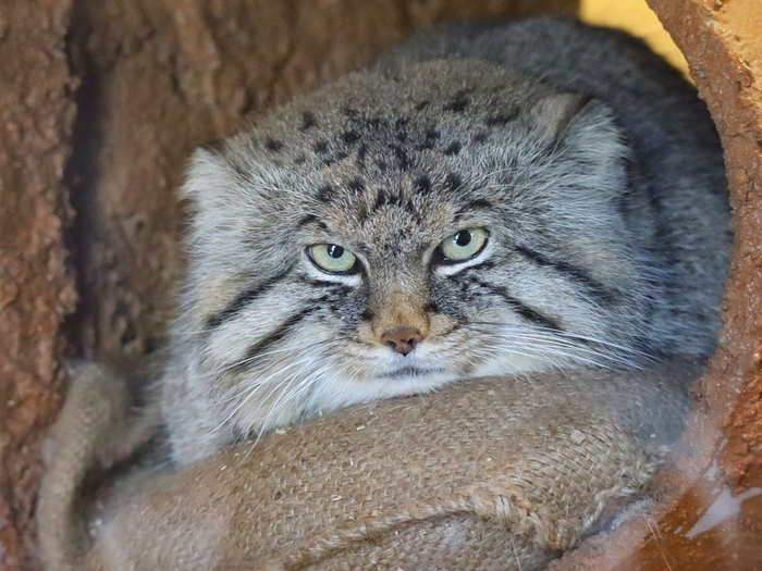 ������ ������ ����� � ��������