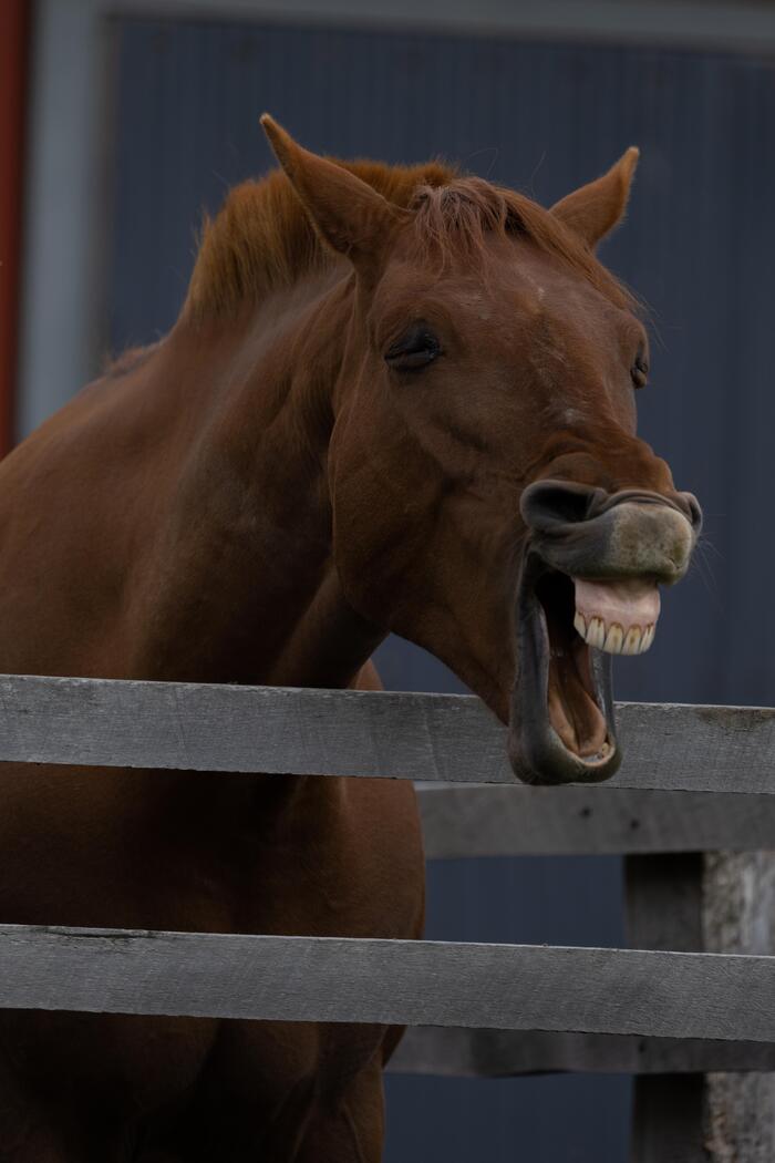 Мне кажется, или конь реально угорает над нами?