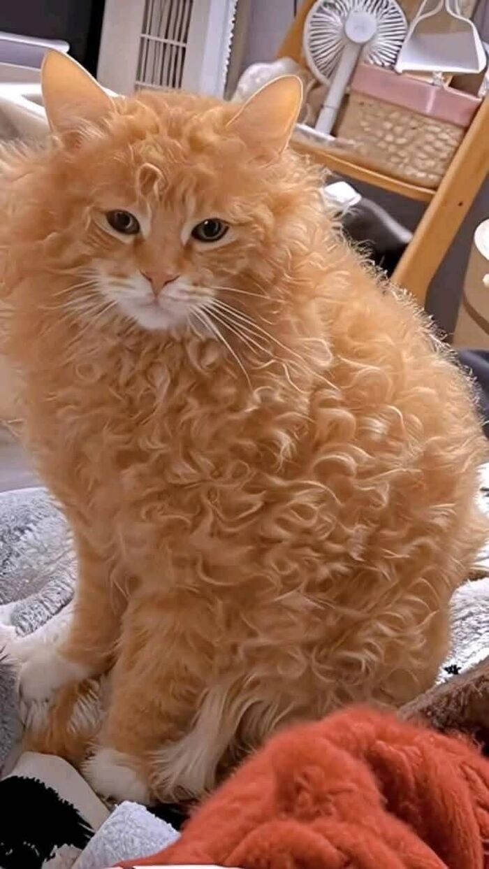 кудряшка маленькие сиськи 
