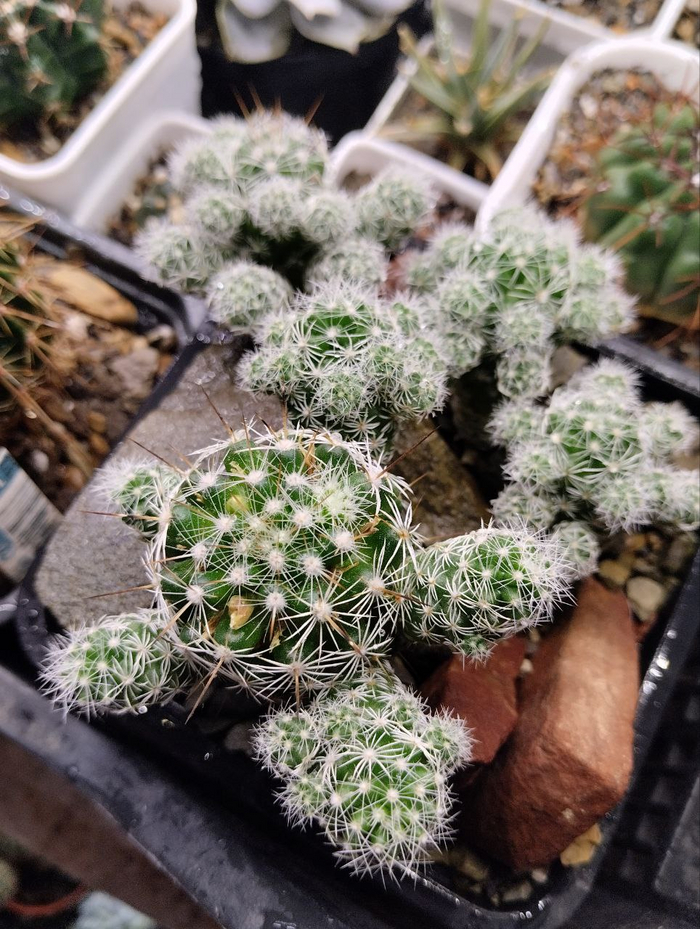 Mammillaria gracilis ,  , , , 
