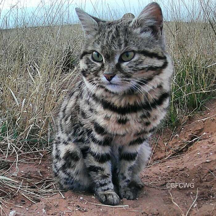 Самец Ультро