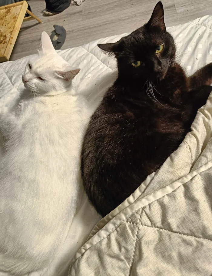 My cats according to ii - My, cat, Black cat, Small cats, Pets, Artificial Intelligence, Longpost