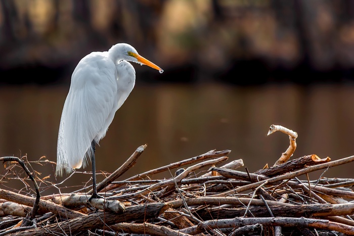 ����� ����: ������ ��������