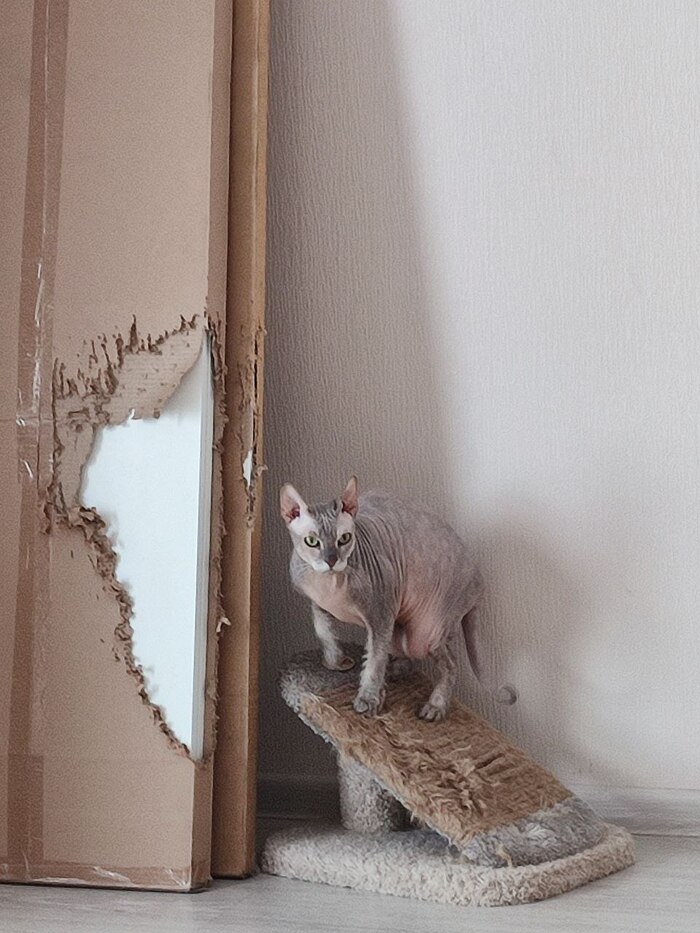 Инсталляция 'Белая Африка'