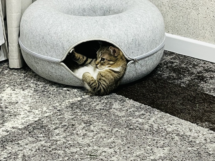 Мой кот пошёл в меня, стал дальнобоем